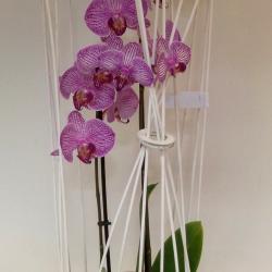 orchidée cage 62.00€