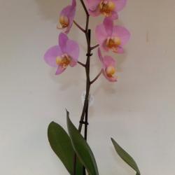 phalaenopsis 1 tige 32.00€