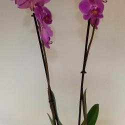 phalaenopsis 2 tiges 
38.00€