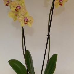 phalaenopsis 2 tiges
38.00€